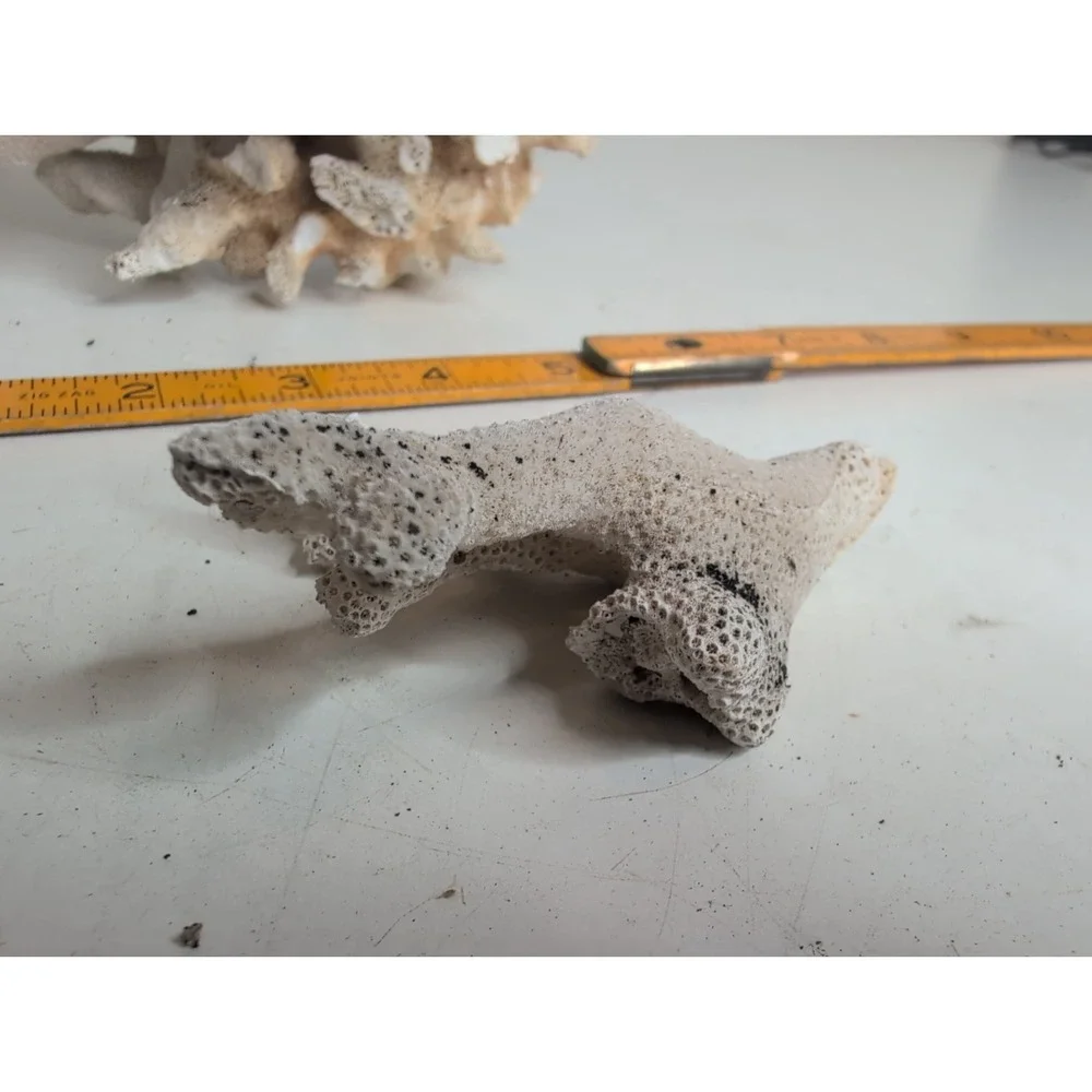 Coral Reef Cluster Specimen - 9